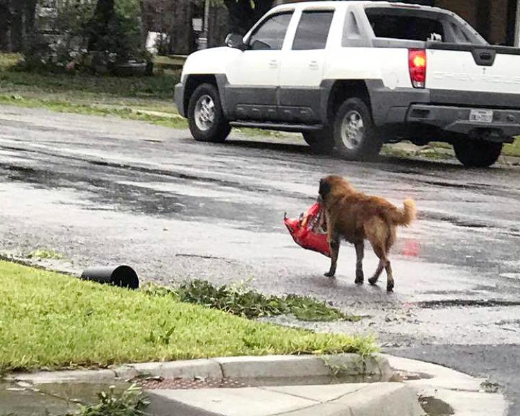 Dog Carrying Food Bag After Houston Flood Dog Carrying Food Bag After Houston Flood