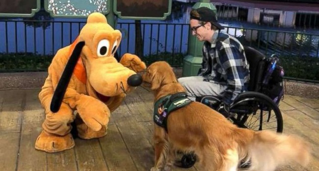 service dog plush