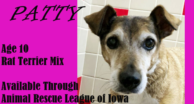 Adorable and Adoptable! Is Pert & Pretty Ms. Patty Your Perfect Pet? Adorable and Adoptable! Is Pert & Pretty Ms. Patty Your Perfect Pet?