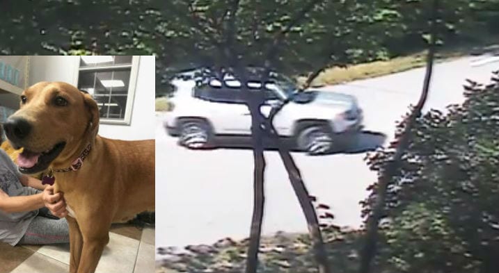 Someone dumped a dog near a Missouri man’s house. And he got it all on video. Someone dumped a dog near a Missouri man’s house. And he got it all on video.