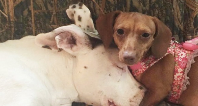 Max is a pit bull. But he thinks he’s a dachshund. Max is a pit bull. But he thinks he’s a dachshund.