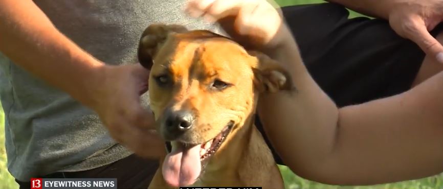 Watch Marine veteran reunite with stolen service dog Watch Marine veteran reunite with stolen service dog