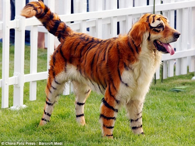 A Chinese dog is dyed to look like a tiger. 