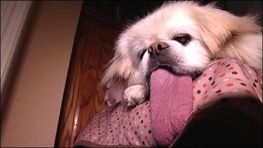 49124307 dog longest tongue grab2