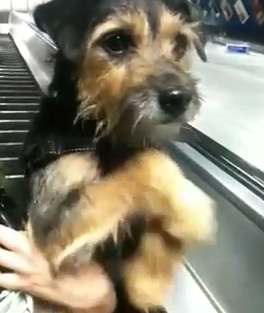 confused pooch confused pooch