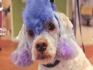 dyed dog