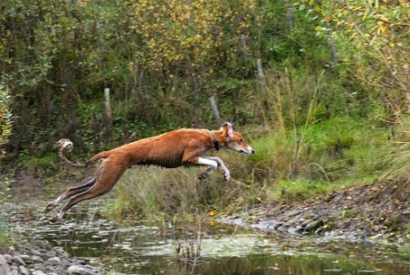 leap leap