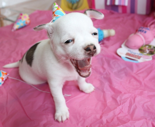 puppy yawn puppy yawn