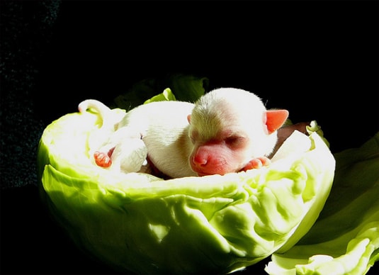 small salad small salad