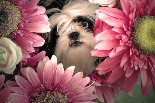stunning dog stunning dog