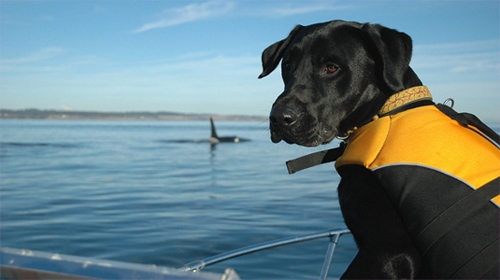 whale detector dog 1