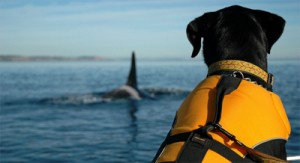 whale detector dog 2