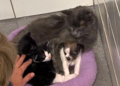 adorable adoption