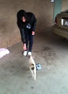 clicker training clicker training