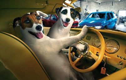 Funny Dogs Video Compilation Funny Dogs Video Compilation