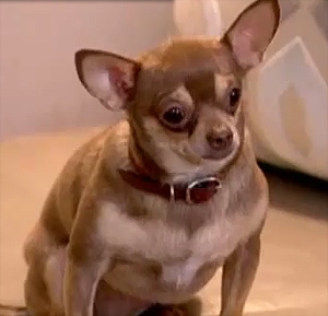 Its Me or the Dog One Chubby Chihuahua