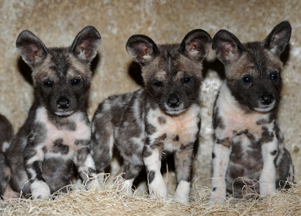 african wild dogs 1