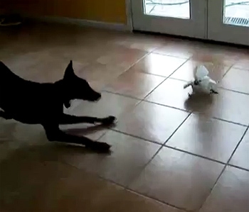 dog vs. bird