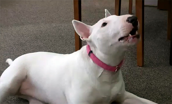 dotty the talking pit bull dotty the talking pit bull