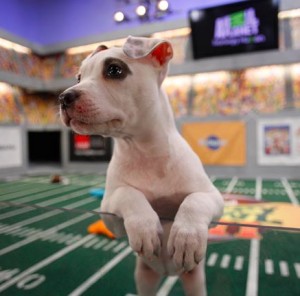 puppy bowl1