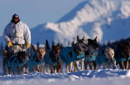 sled dogs