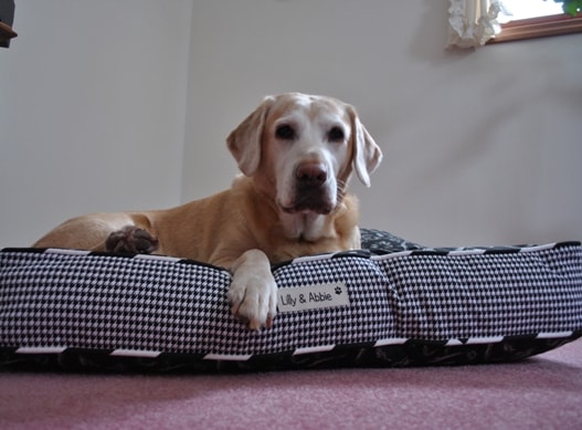 sola chills on her lily abbie dog bed