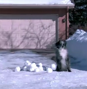 subaru snowball dogs