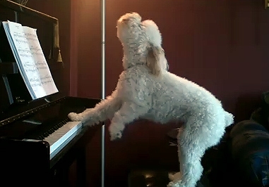 tucker the piano player