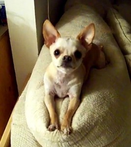 paco the talking chi1