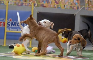 puppy bowl play
