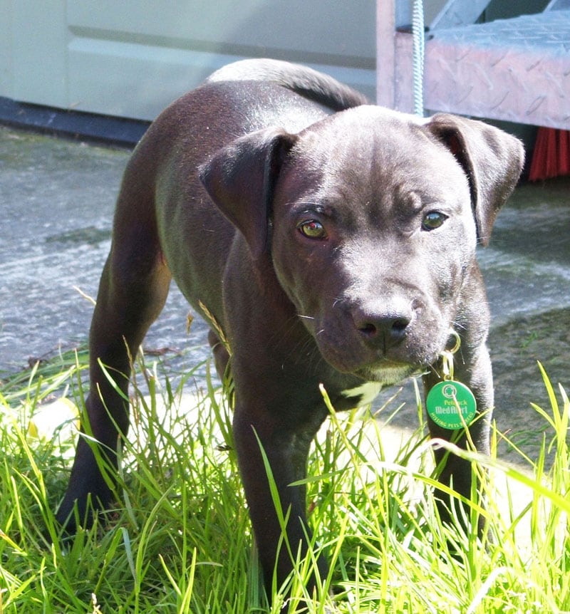 Lennox as a puppy