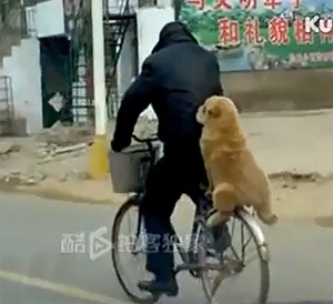 dog on a bike