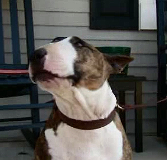 pit bull ban defeated pit bull ban defeated