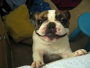 French Bulldog - Cry Baby French Bulldog Cry Baby