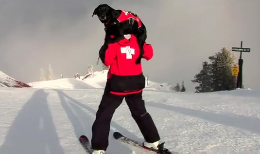aspen avalanche rescue dog