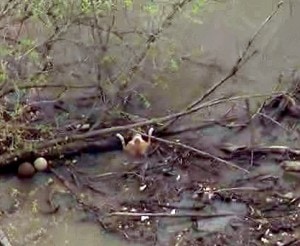 dog saved dramatic river rescue