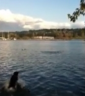eagle steals ball from dog eagle steals ball from dog