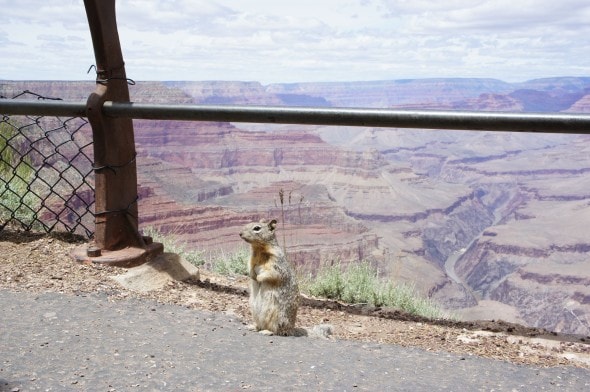 Squirrel on the Edge