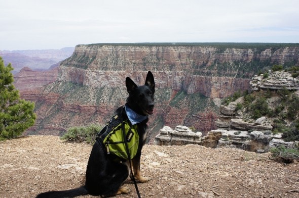 Buster at the Grand Canyon