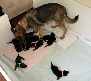 police puppy cam