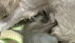 sasha adopts baby raccoon1