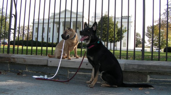 White House - Washington DC