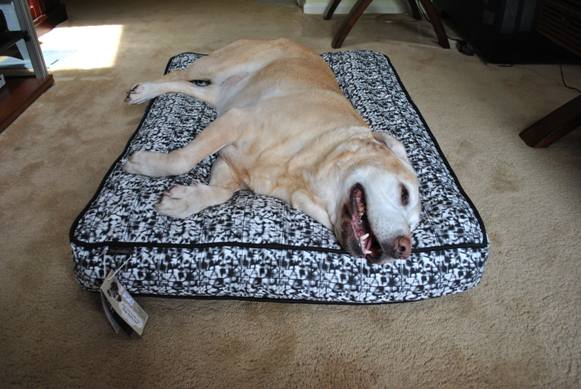 play dog bed