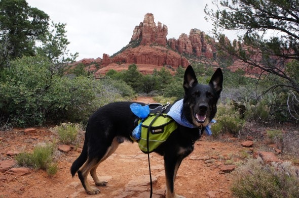 Buster Ready to Hike