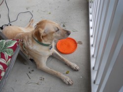 Playing calm results in relaxed behaviors and a dog that is able to relax. 