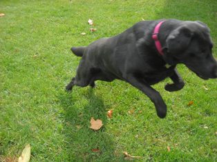 Doobie showing off his pounce mode play. 