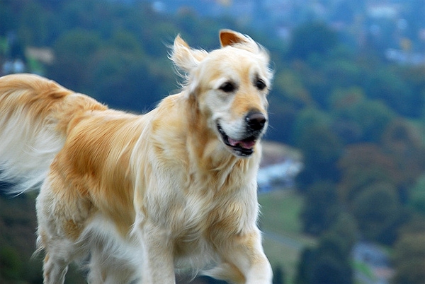 golden retriever running