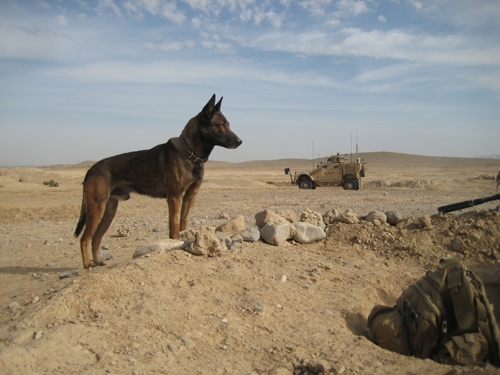 military working dog