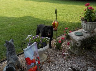 Talley lingers outside, wishing for one more flower to fly her way.