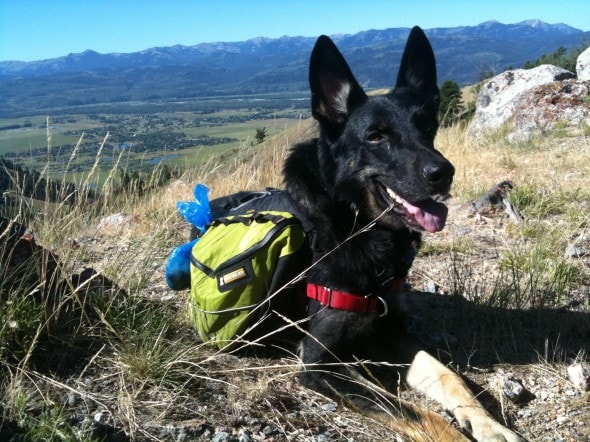 Buster Hiking